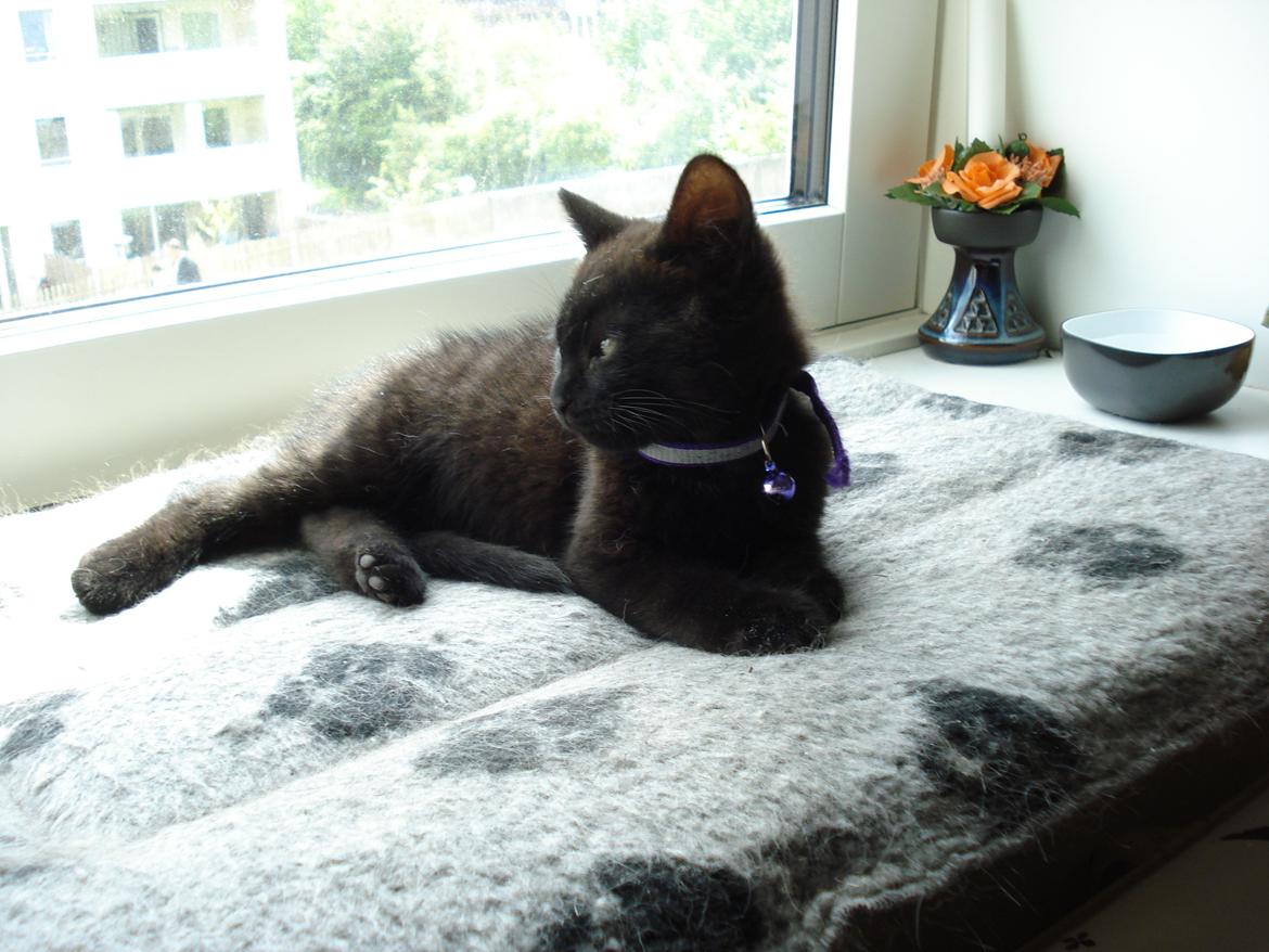 Huskat Anis - slapper af billede 2