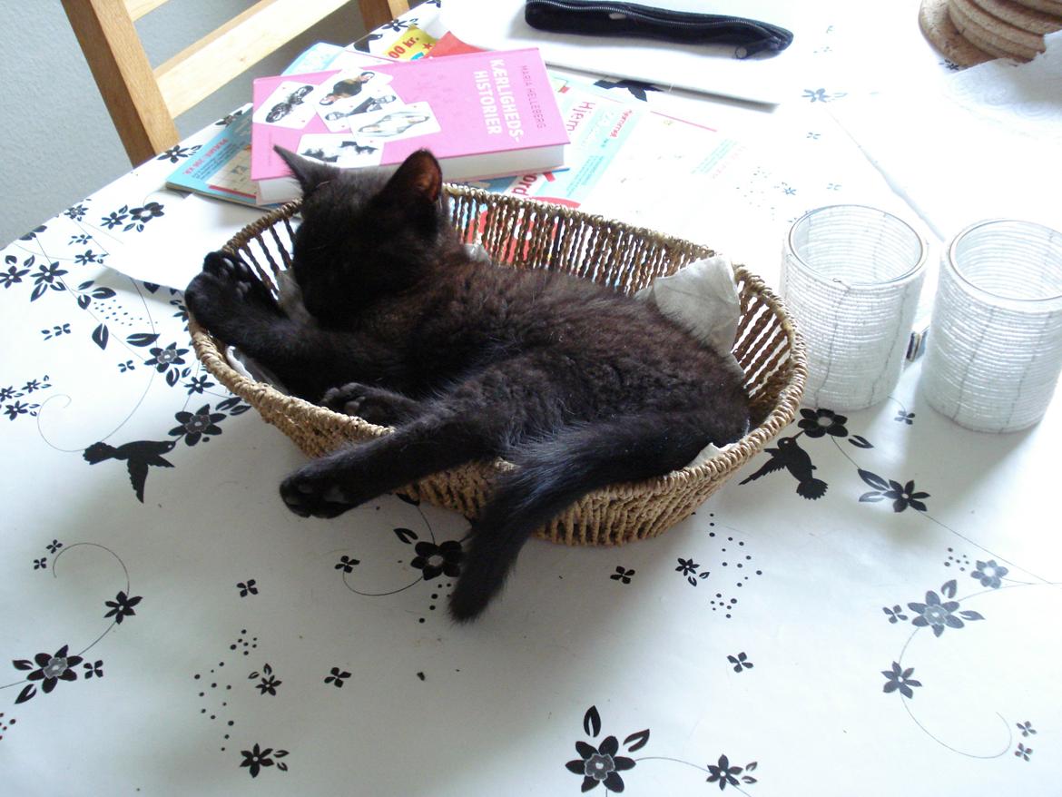 Huskat Anis - Kan man mon sove her ? billede 3