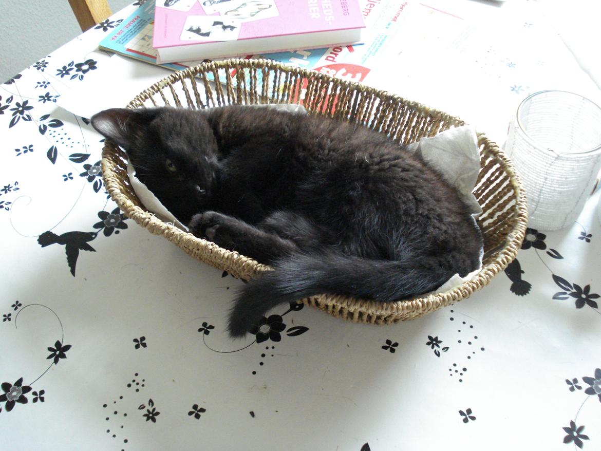 Huskat Anis - Titte bø , er der snart frokost billede 4