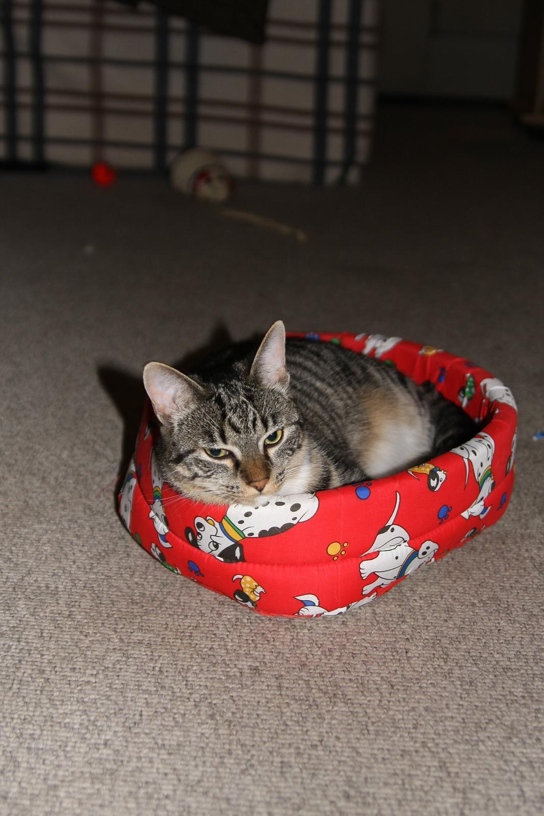 Huskat Anis - Min søster Freja (3 år) billede 5