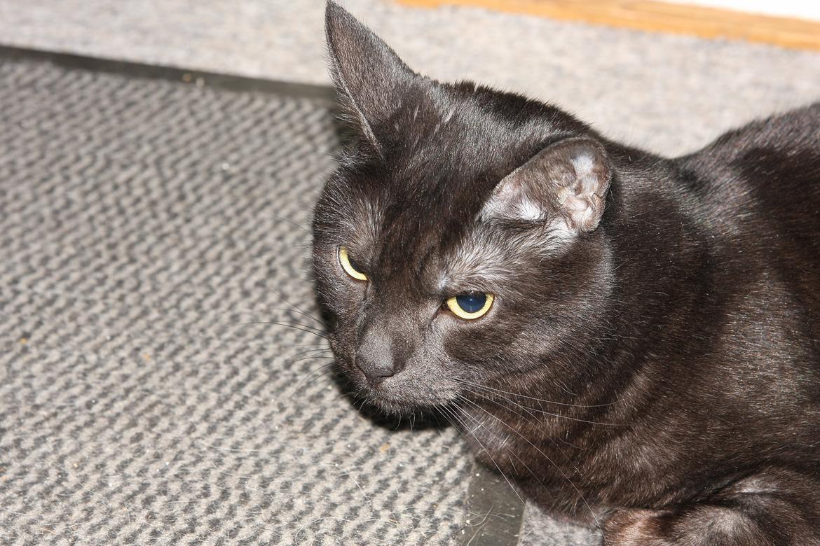 Huskat Anis - Min søster Puk ( 6 år) billede 6