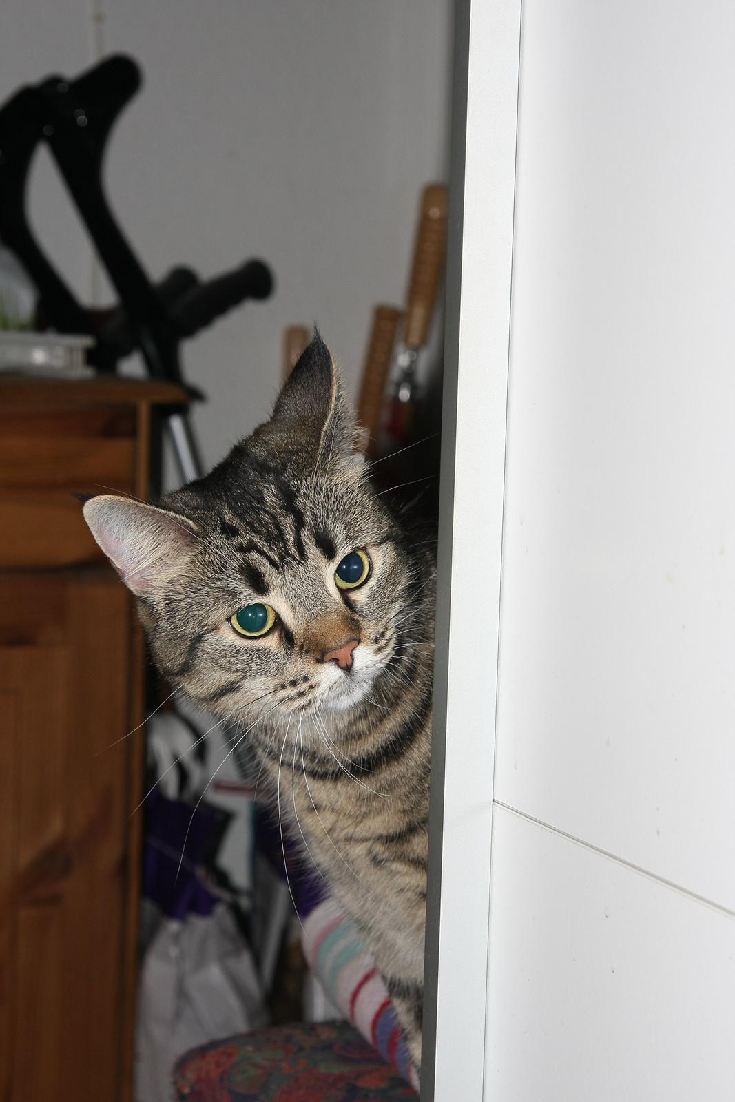 Huskat Anis - Min søster Sif ( 6 år) og droningen i huset billede 7