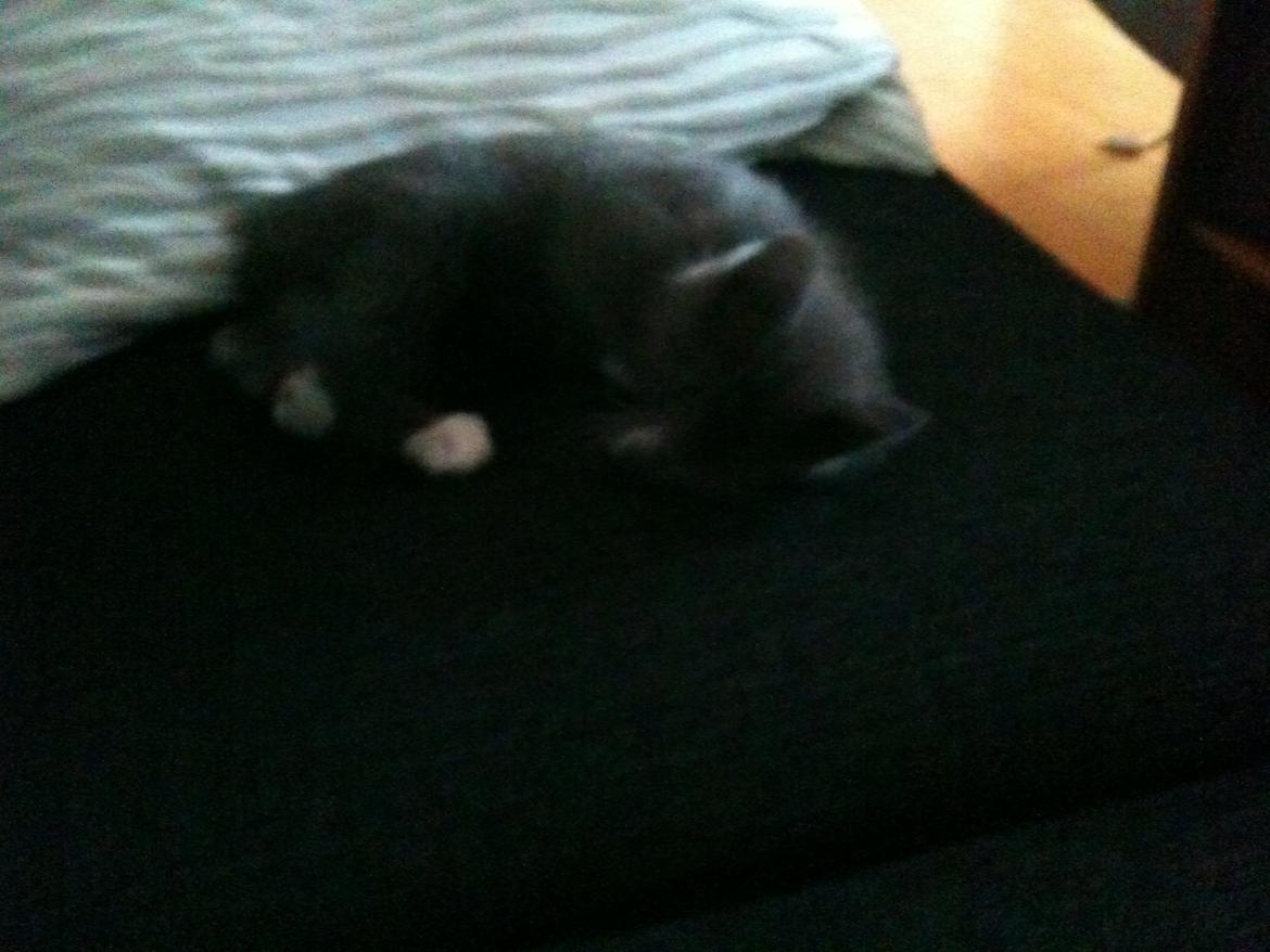 Huskat Frida billede 1