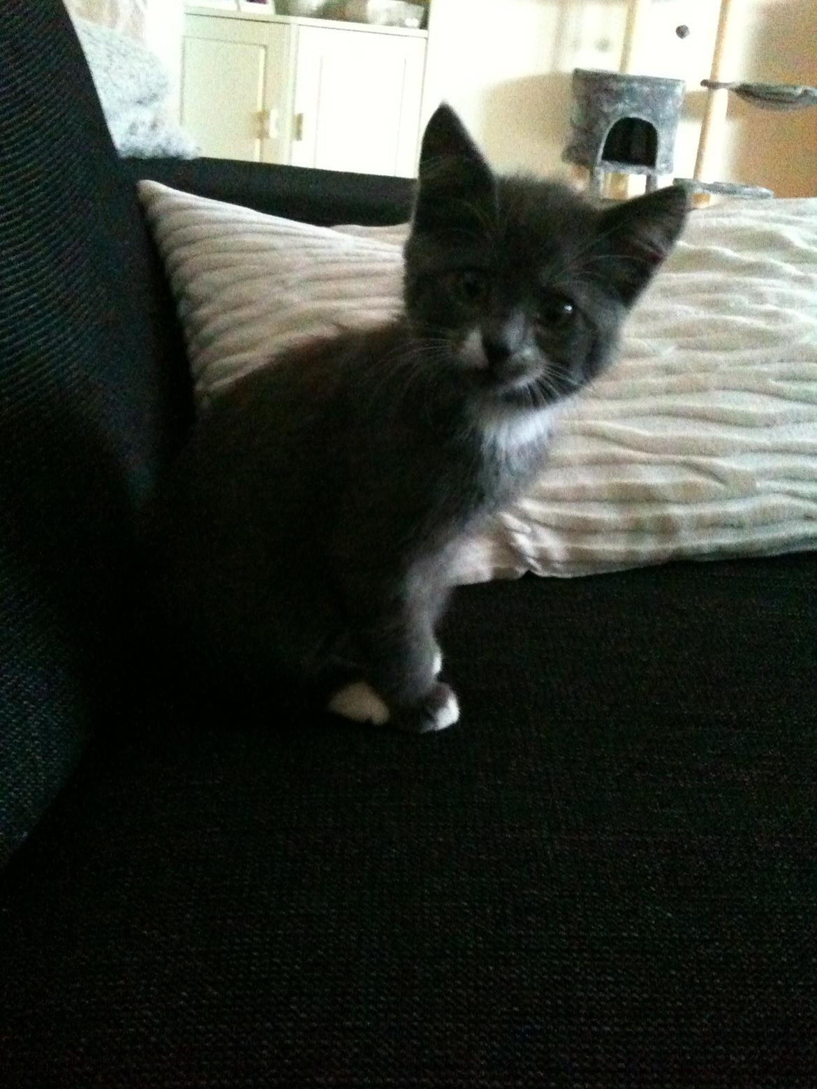 Huskat Frida billede 2