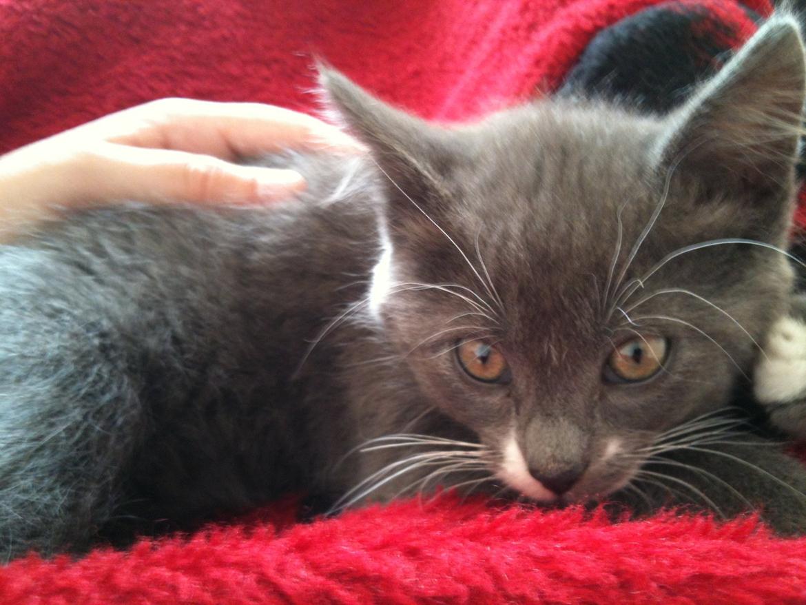 Huskat Frida billede 3