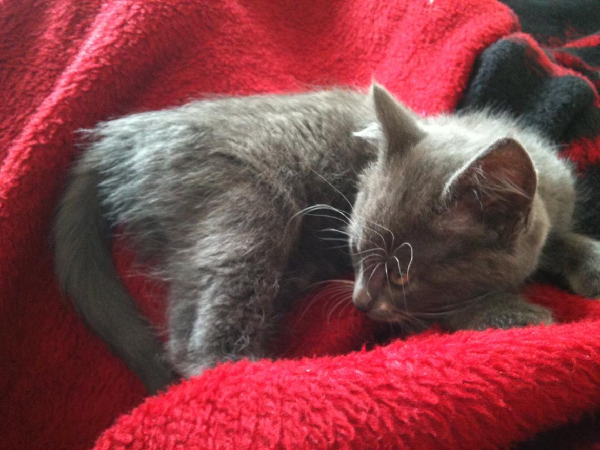 Huskat Frida billede 4