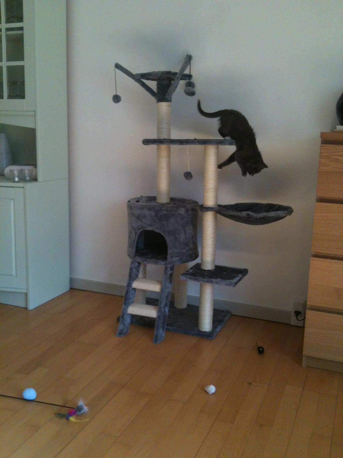 Huskat Frida billede 5