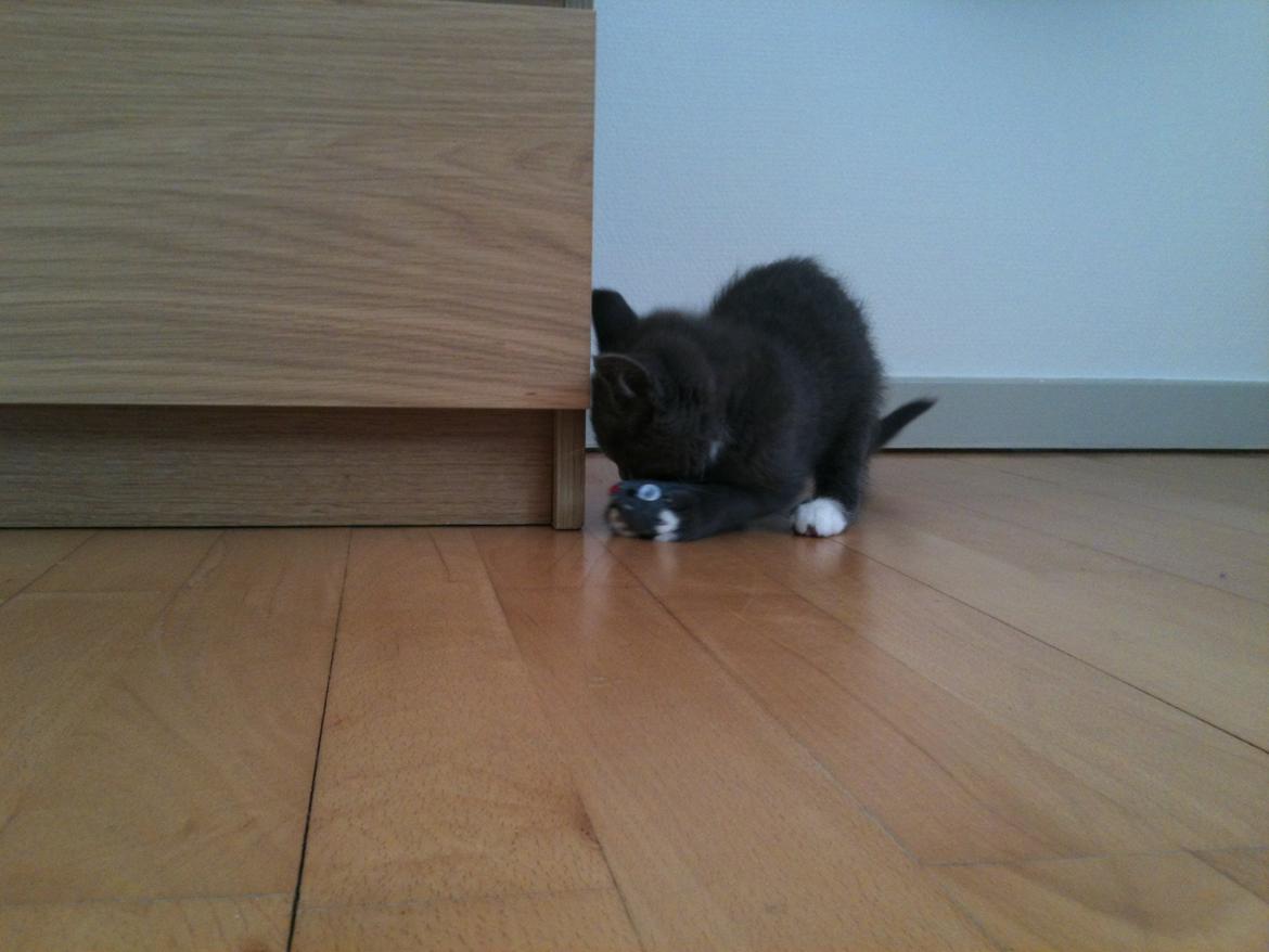 Huskat Frida billede 6