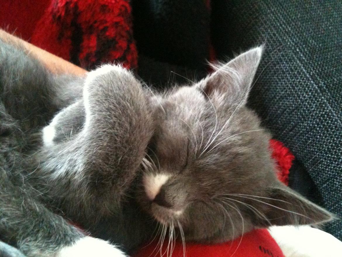 Huskat Frida billede 7