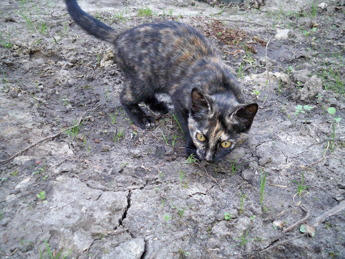 Huskat Bøllemizz billede 20