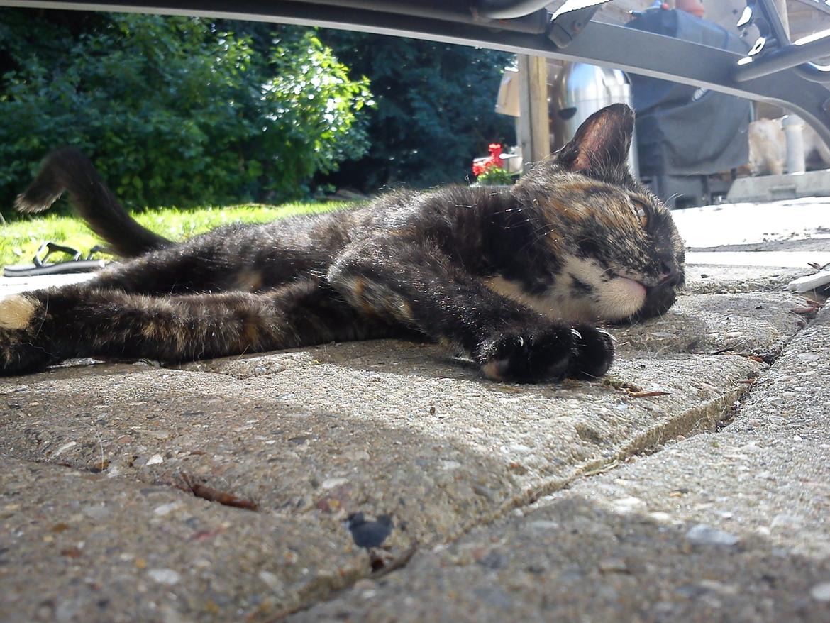 Huskat Bøllemizz billede 17