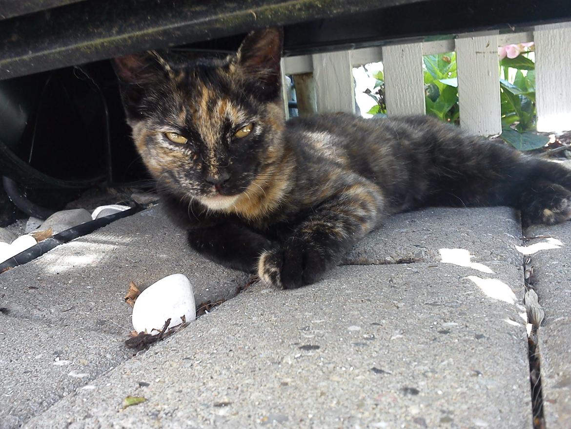 Huskat Bøllemizz billede 18