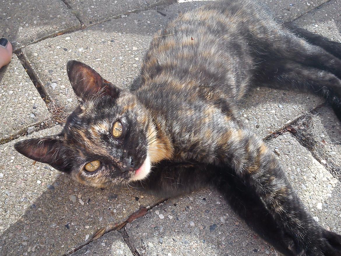 Huskat Bøllemizz billede 19