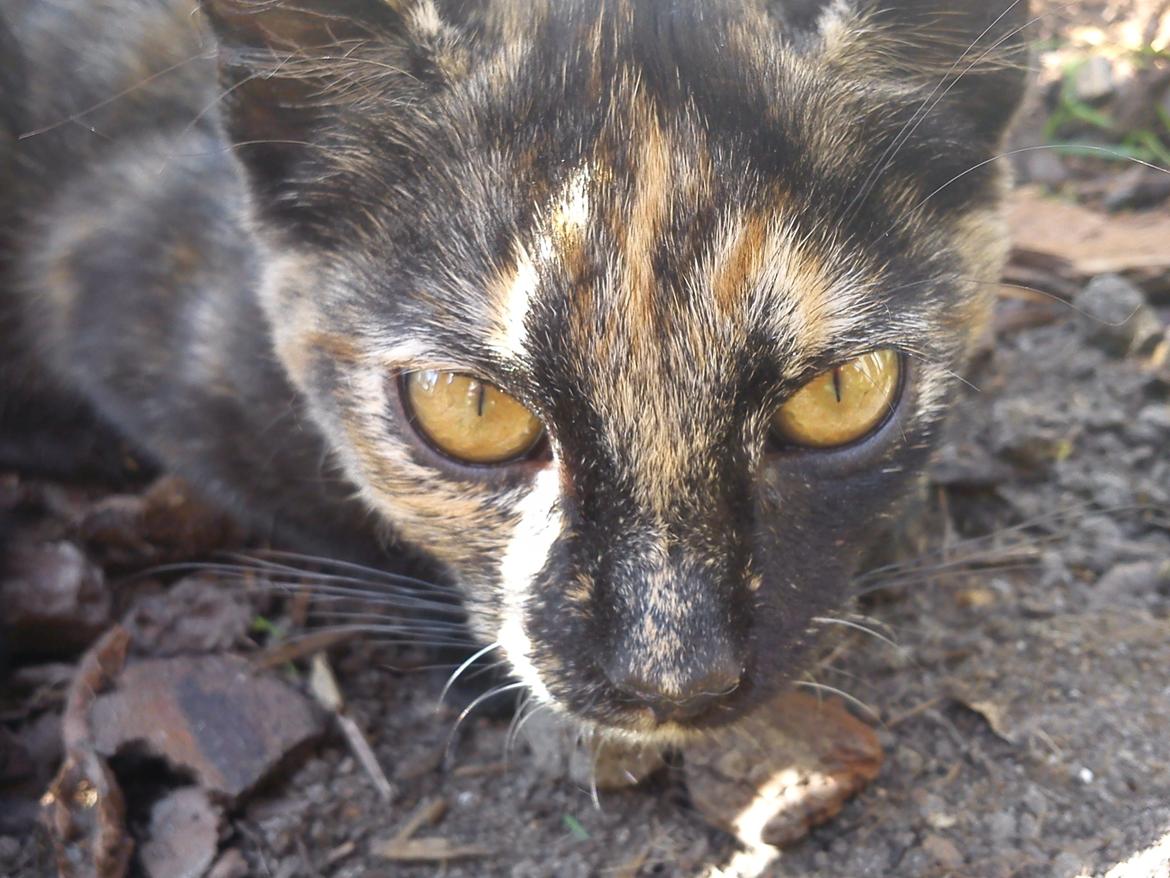 Huskat Bøllemizz billede 21