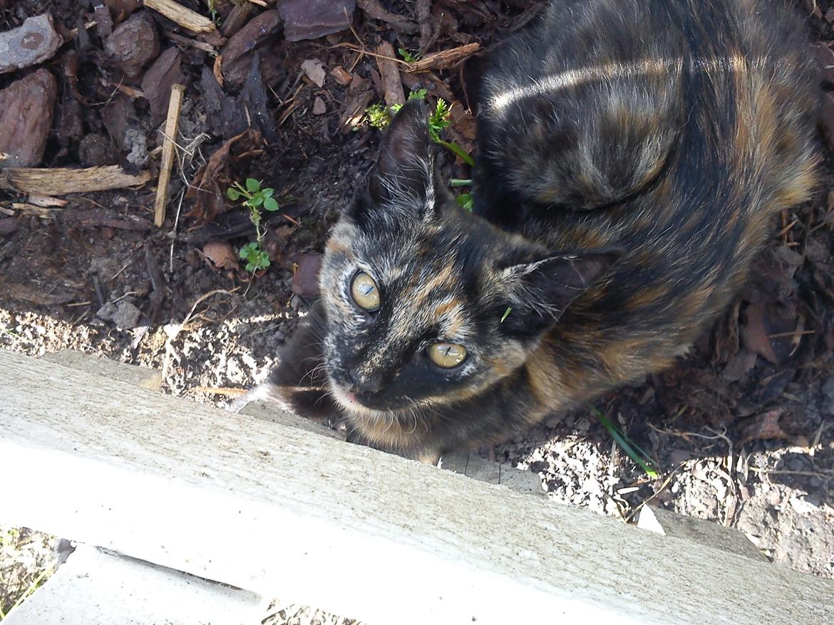 Huskat Bøllemizz billede 22