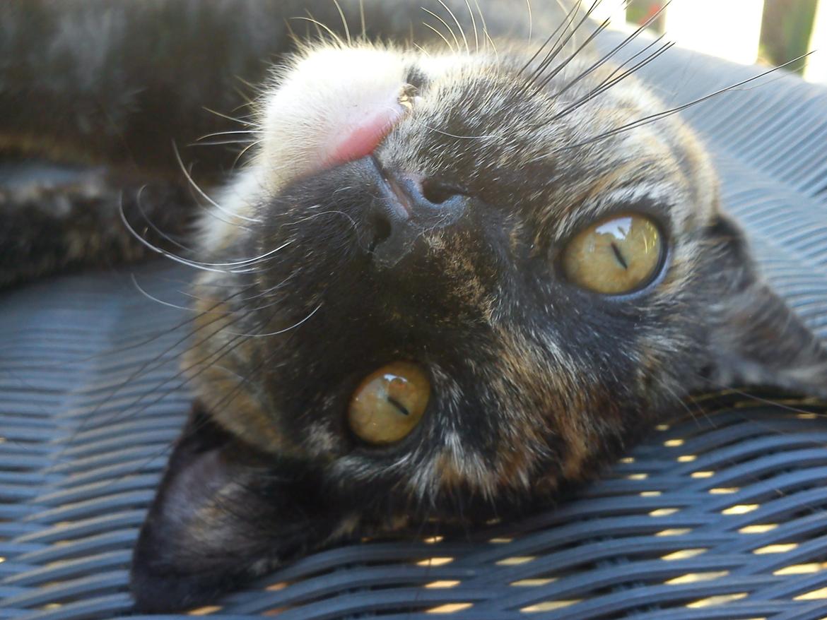 Huskat Bøllemizz billede 16