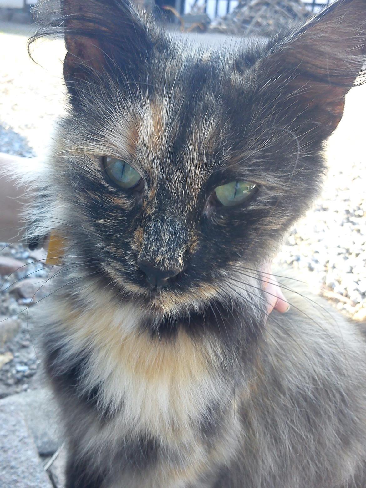 Norsk Skovkat Sannemizz (Himmelkat) billede 21