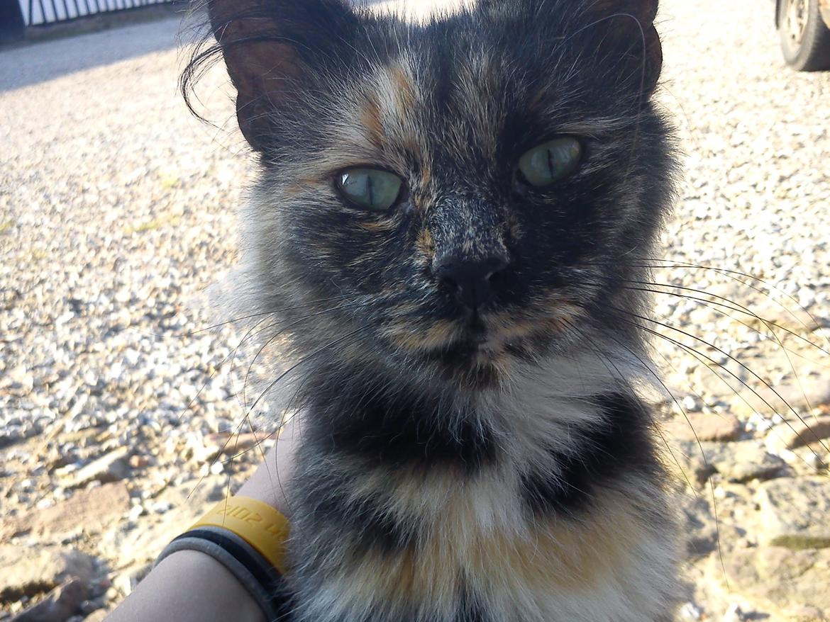 Norsk Skovkat Sannemizz (Himmelkat) billede 20