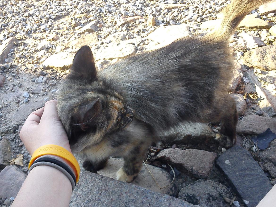 Norsk Skovkat Sannemizz (Himmelkat) billede 22