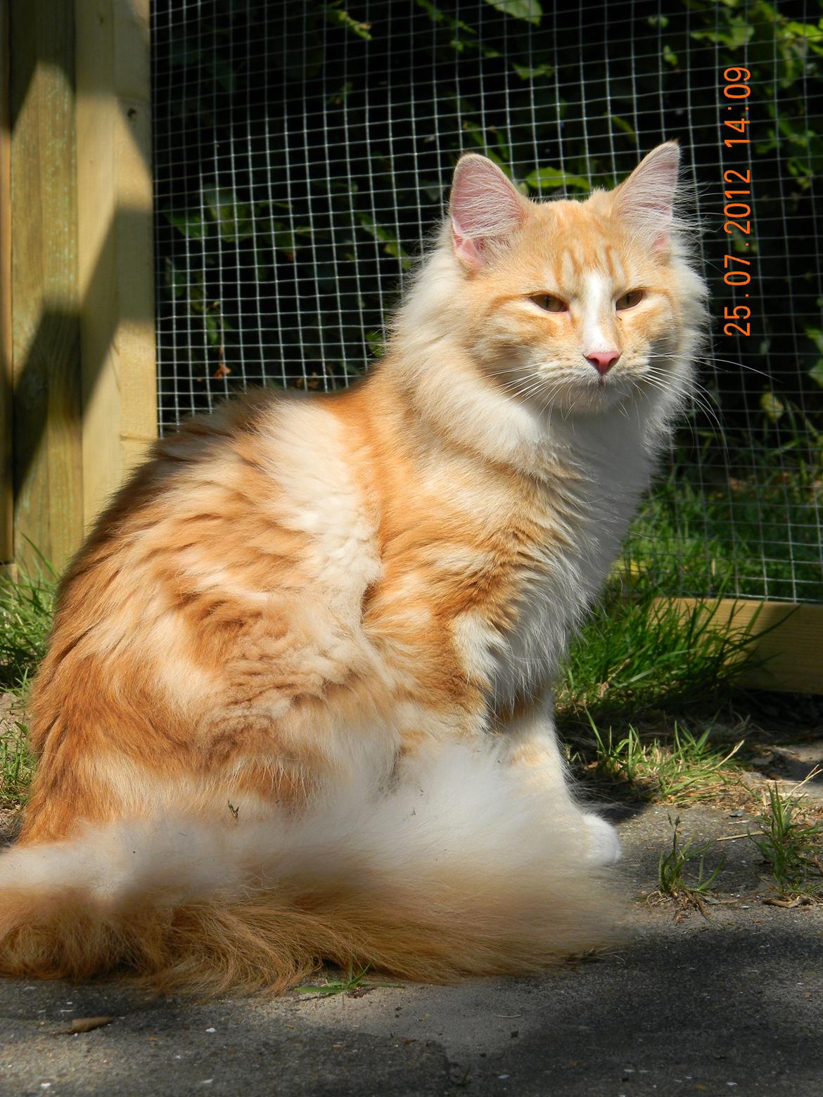 Norsk Skovkat CH Prinz Tjorven of Stellenbosch*D billede 28