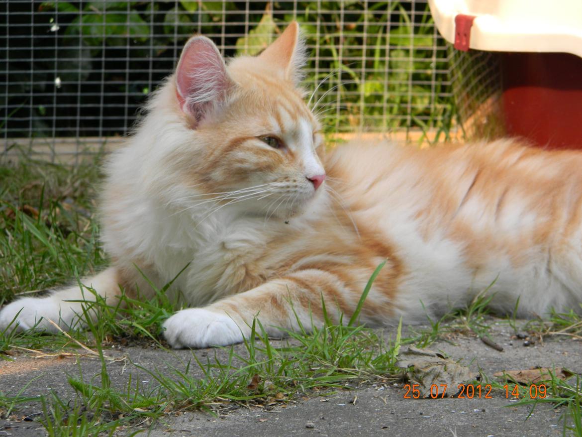 Norsk Skovkat CH Prinz Tjorven of Stellenbosch*D billede 34