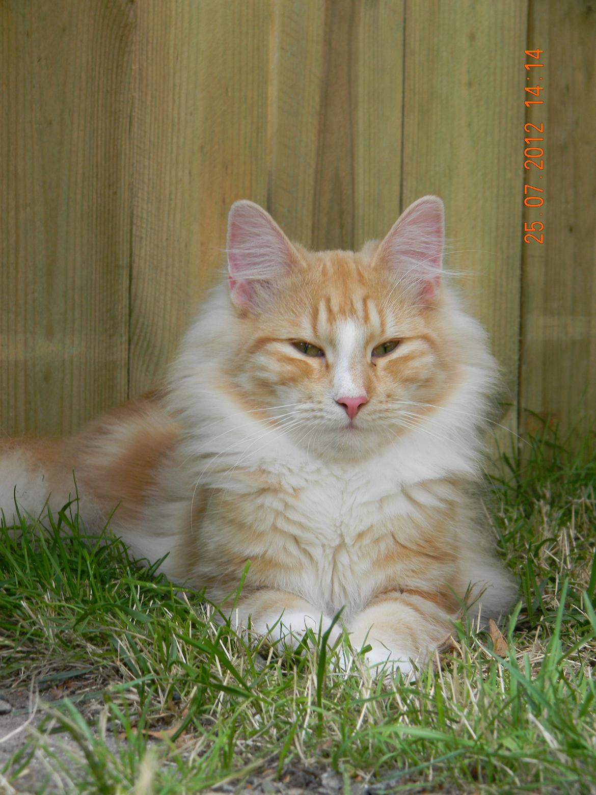 Norsk Skovkat CH Prinz Tjorven of Stellenbosch*D billede 32