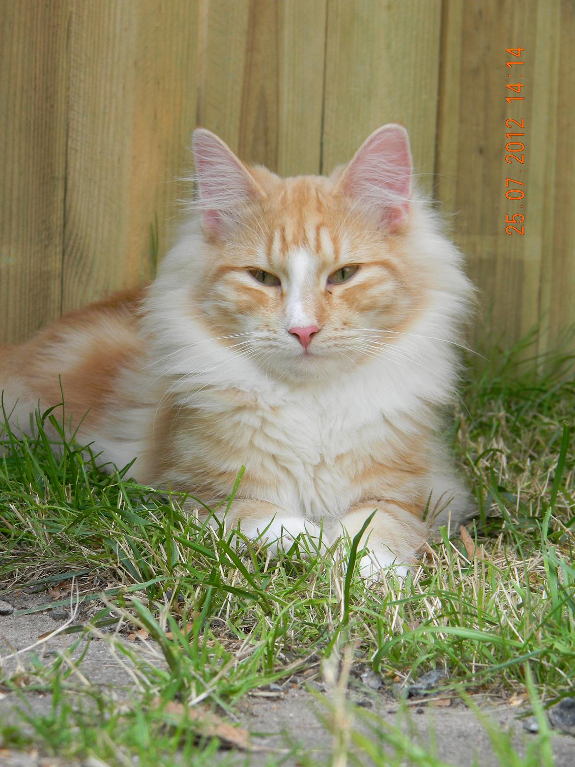 Norsk Skovkat CH Prinz Tjorven of Stellenbosch*D billede 29