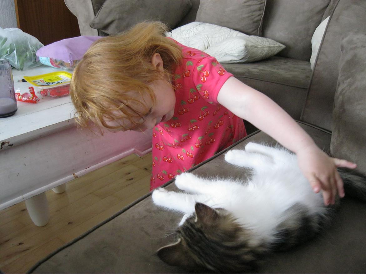 Norsk Skovkat DK Makawee´s  Lawdy Miss Clawdy A.K.A Isabella billede 11