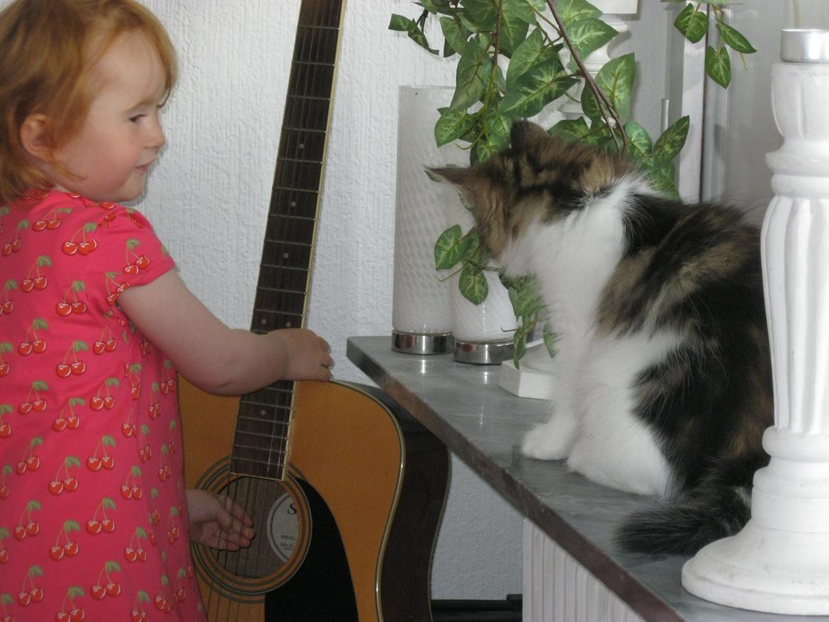 Norsk Skovkat DK Makawee´s  Lawdy Miss Clawdy A.K.A Isabella - Hvad laver du af ballade jeg kan være med til... billede 13