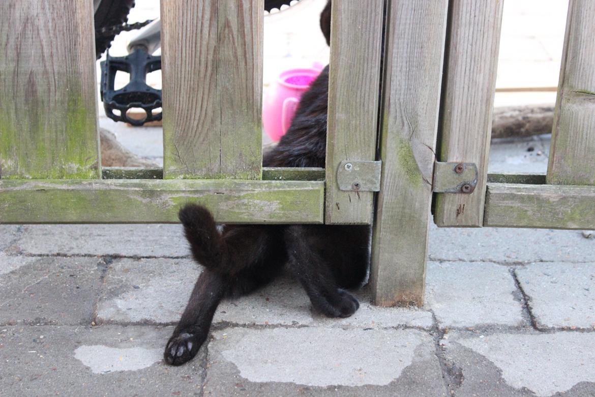 Huskat Niam billede 20