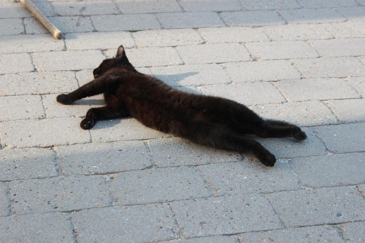 Huskat Niam billede 2