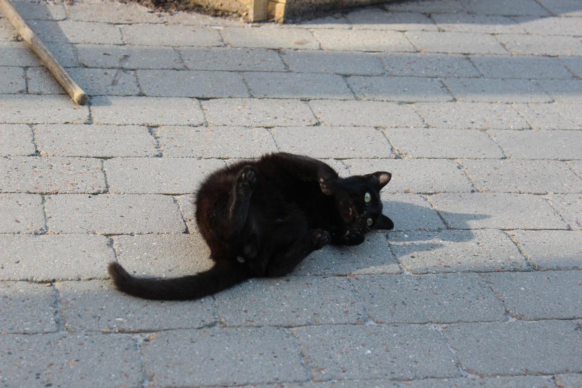 Huskat Niam billede 11