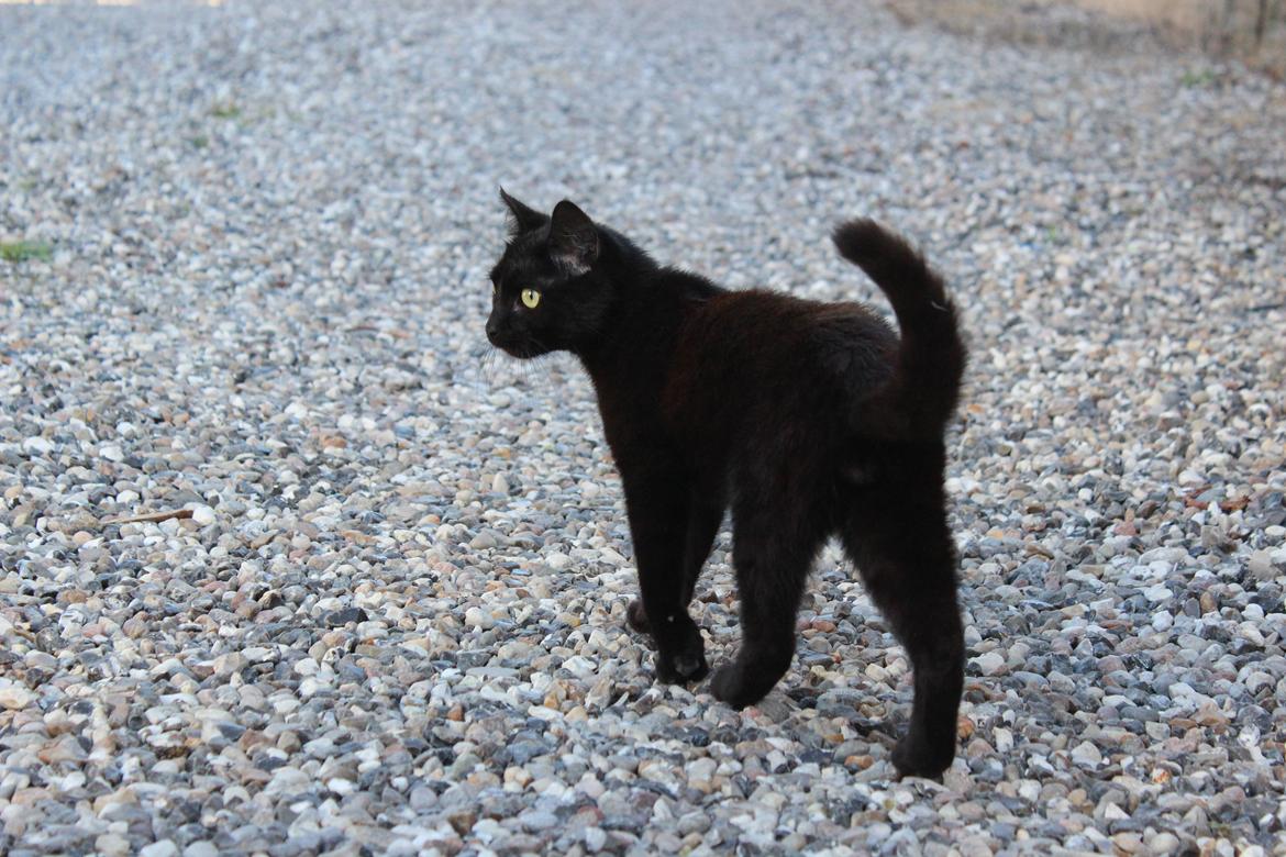 Huskat Niam billede 16