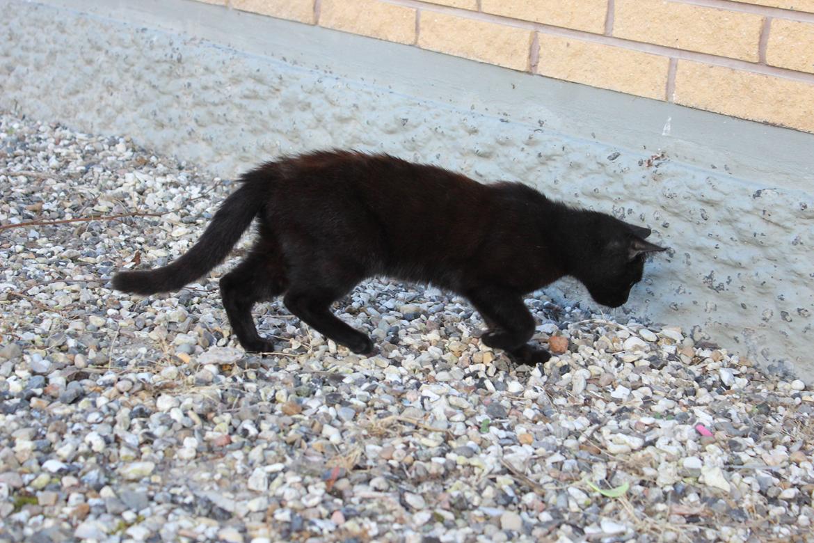 Huskat Niam billede 13