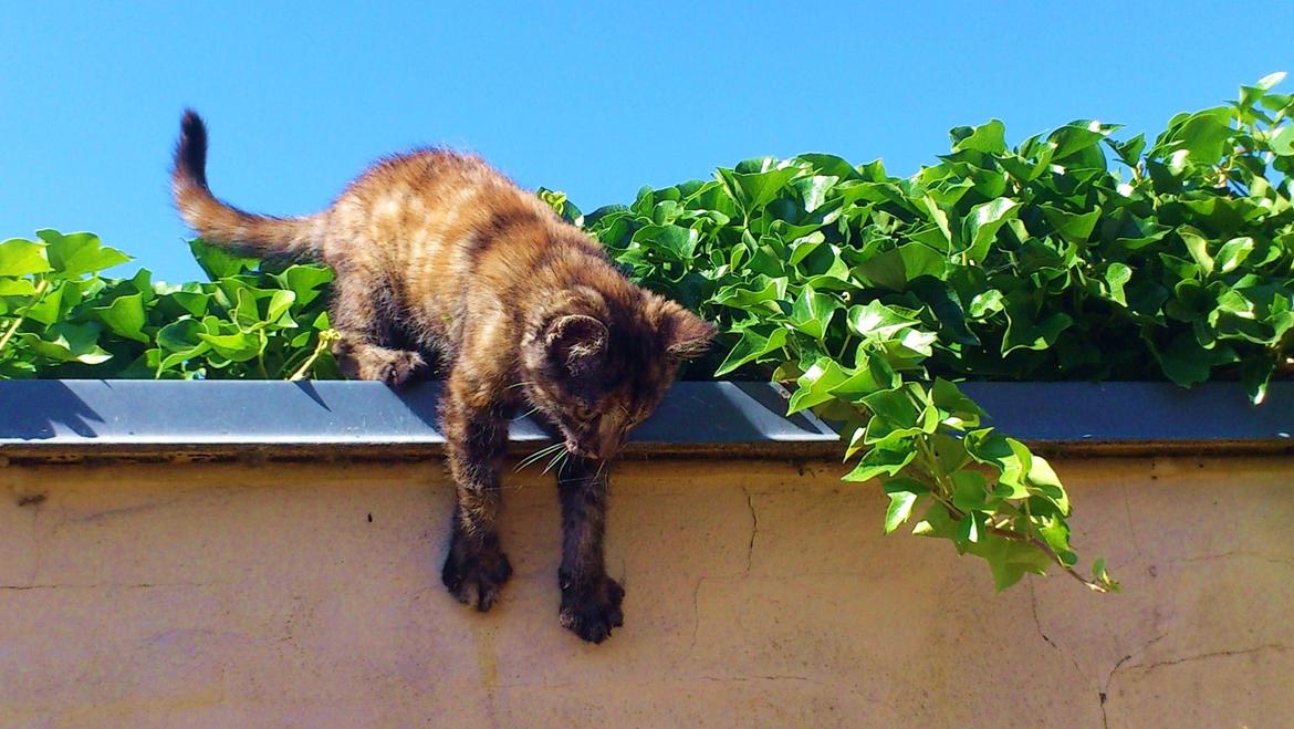 Blanding af racer Mika billede 17