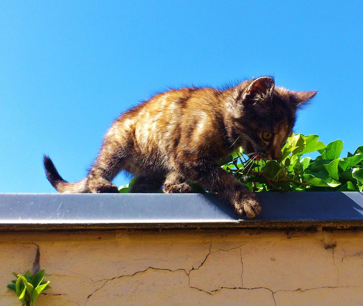 Blanding af racer Mika billede 18