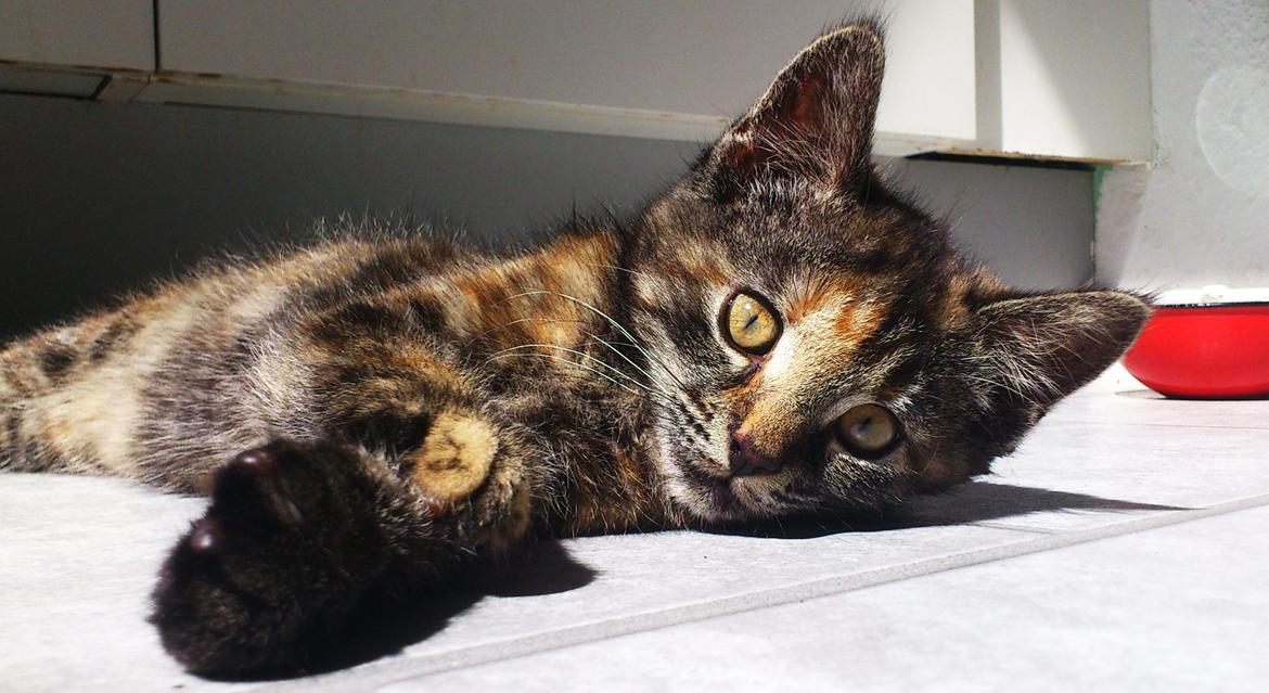 Blanding af racer Mika billede 16