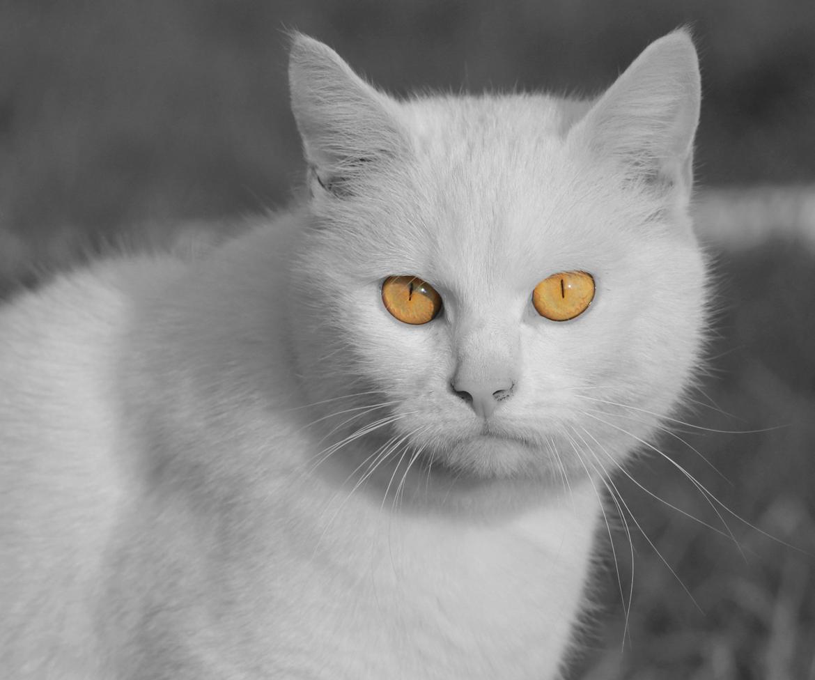 Blanding af racer Alaska billede 1