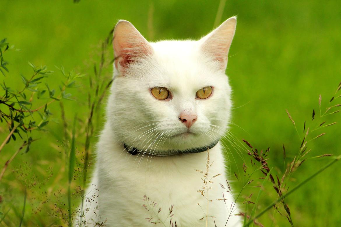 Blanding af racer Alaska billede 8