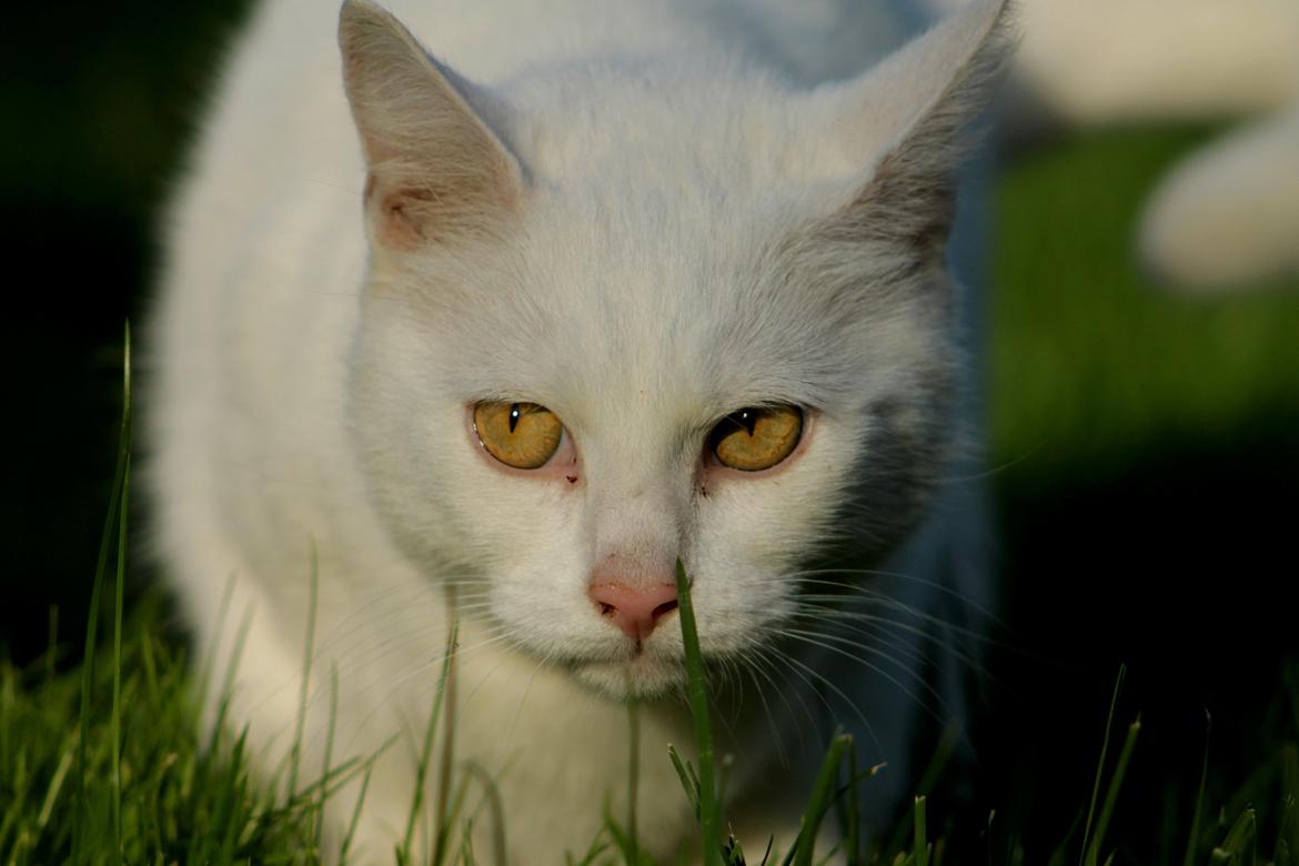 Blanding af racer Alaska billede 10