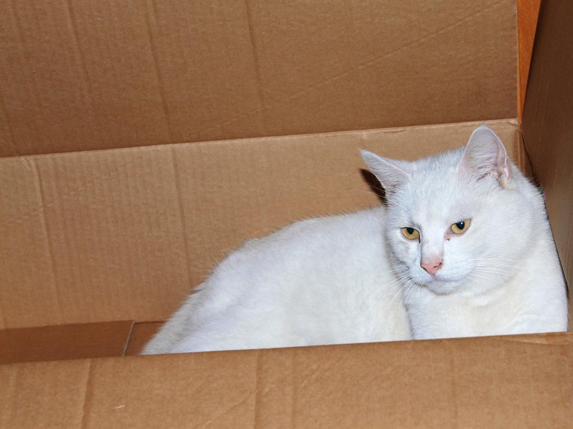 Blanding af racer Alaska - ELSKER at ligge i papkasser :) billede 9