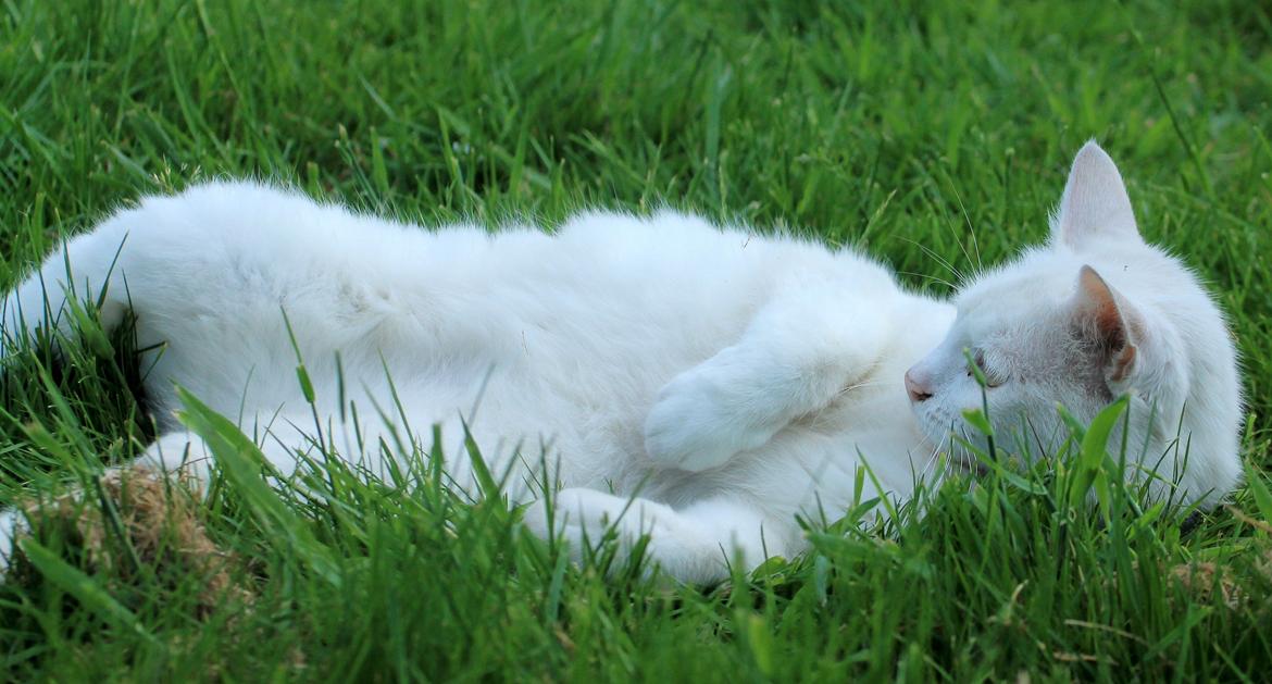 Blanding af racer Alaska - Feder den, i haven :) billede 14