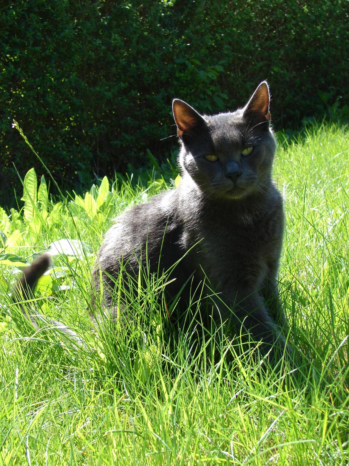 Huskat Bandit billede 10