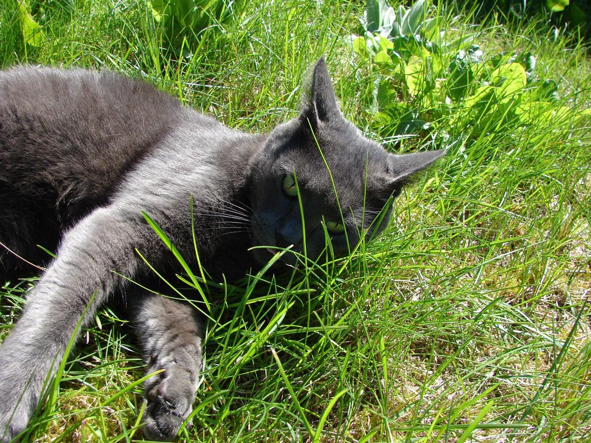 Huskat Bandit billede 11