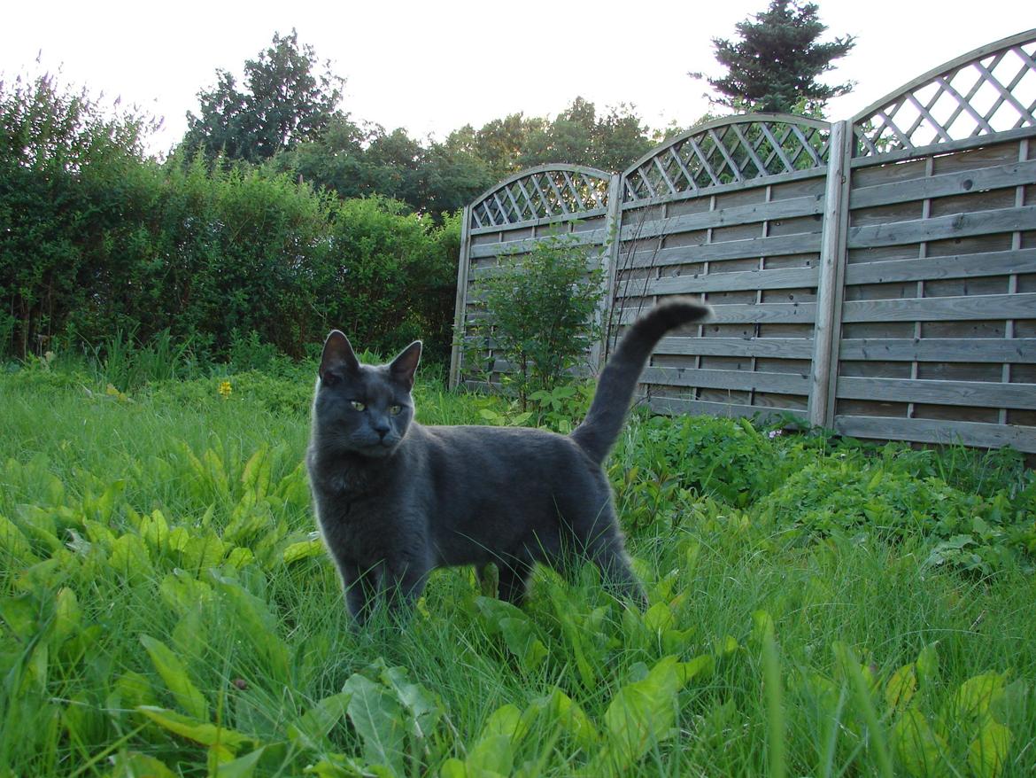 Huskat Bandit billede 12