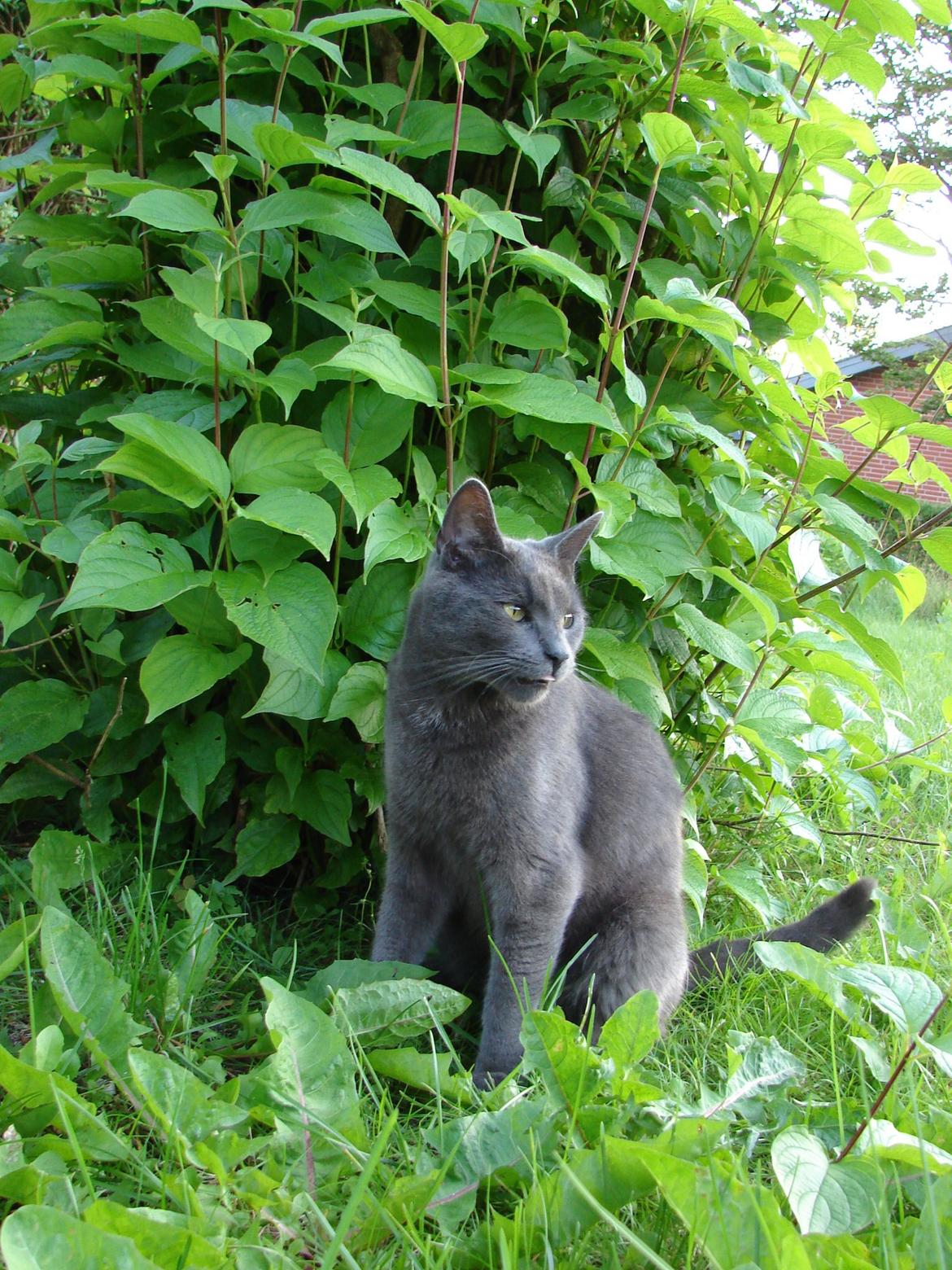 Huskat Bandit billede 13