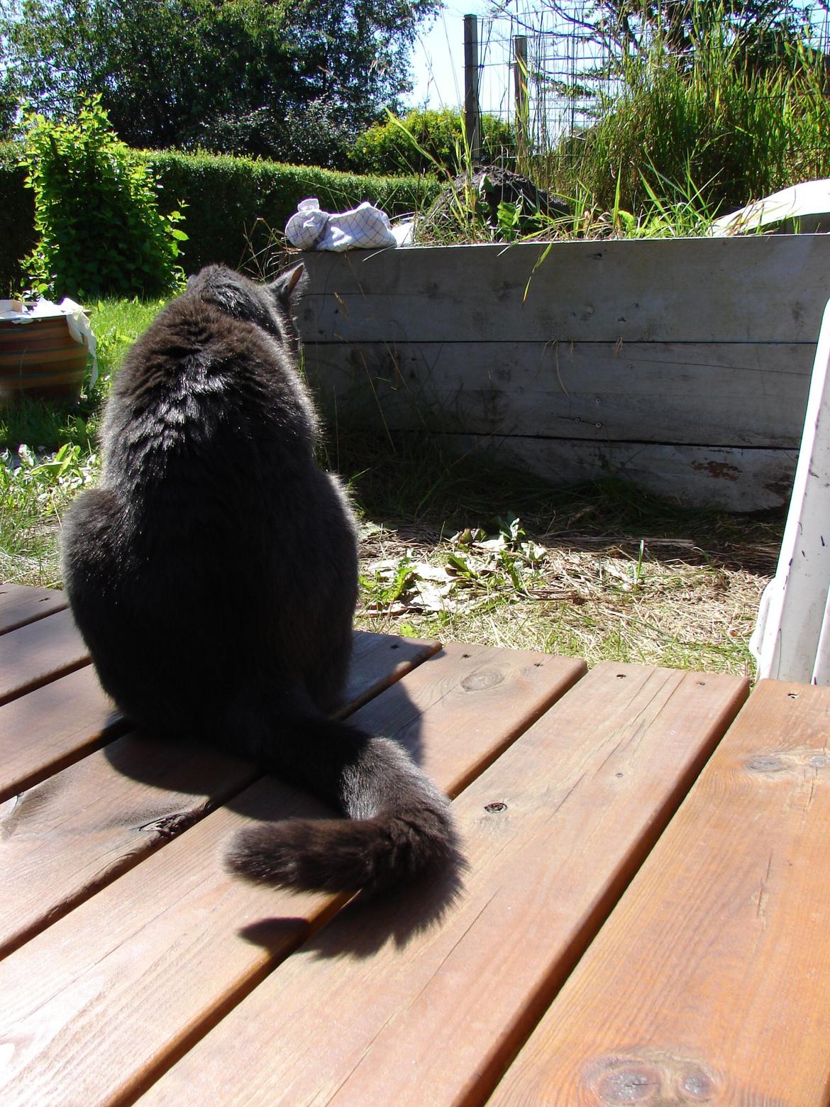 Huskat Bandit billede 15