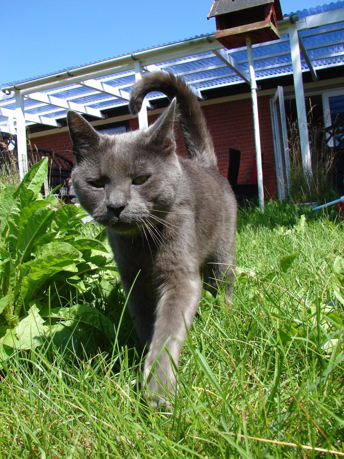 Huskat Bandit billede 16