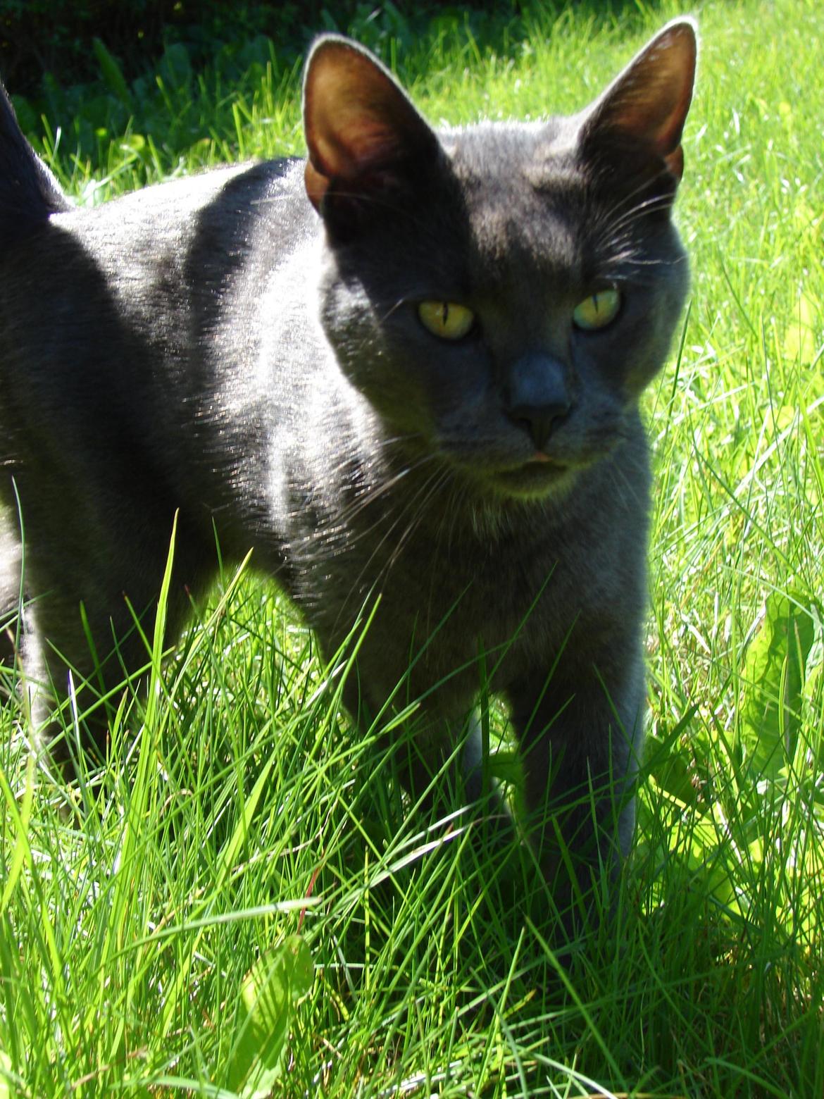 Huskat Bandit billede 17