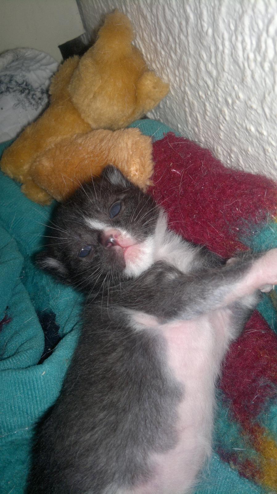 Huskat Niko billede 3